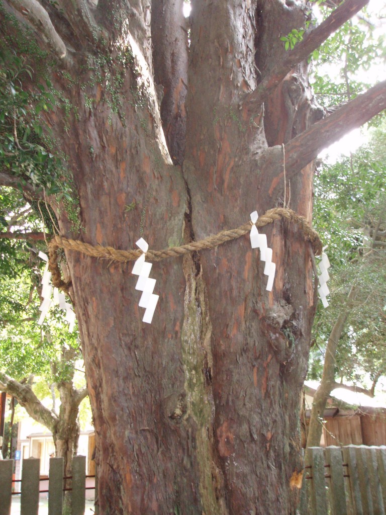 In praise of trees - Green Shinto